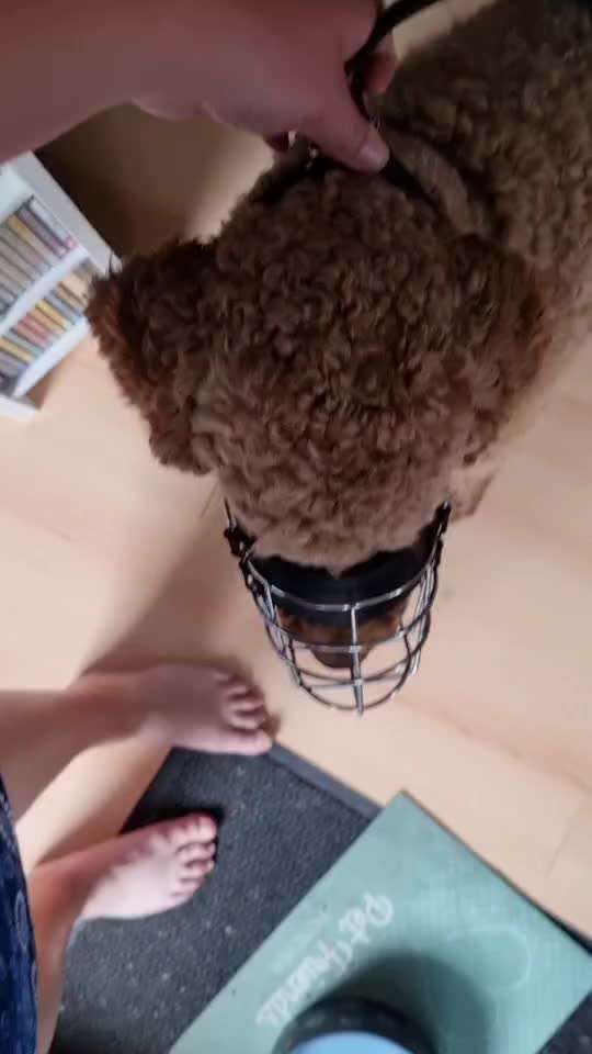 Wie sitzt mein Maulkorb / Maulkorb-Beratung-Beitrag-Bild