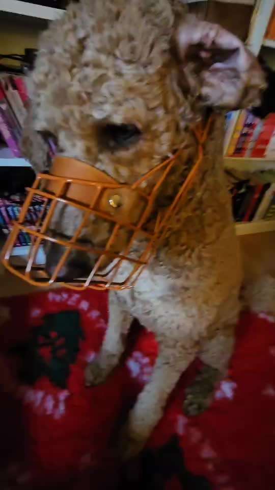 Wie sitzt mein Maulkorb / Maulkorb-Beratung-Beitrag-Bild