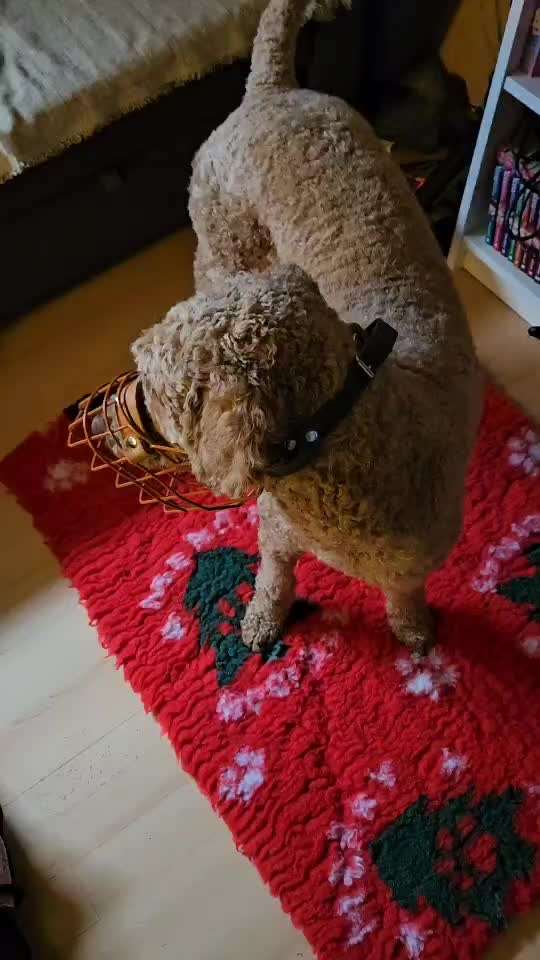 Wie sitzt mein Maulkorb / Maulkorb-Beratung-Beitrag-Bild