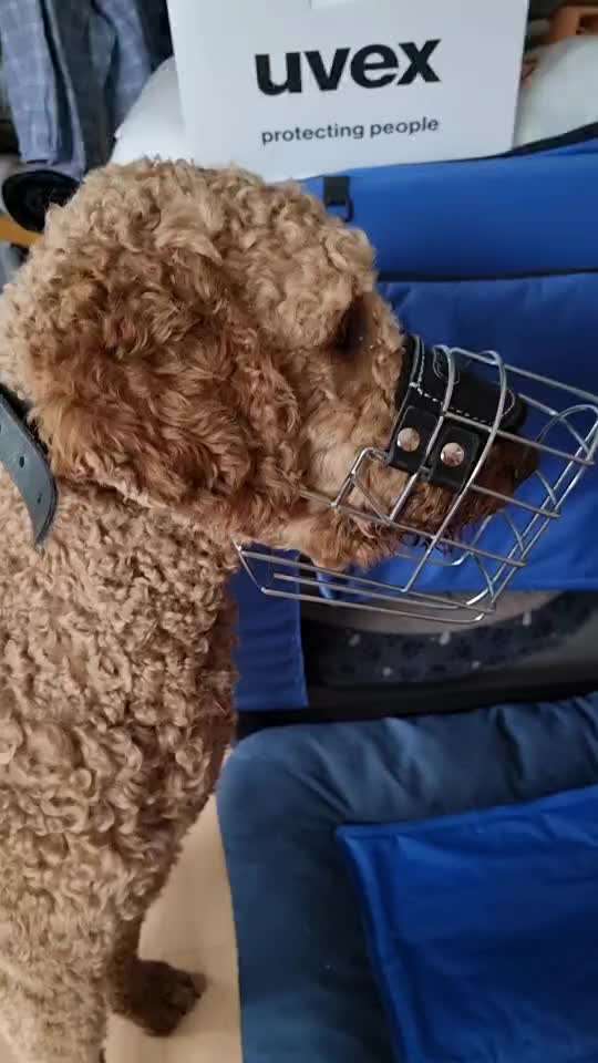 Wie sitzt mein Maulkorb / Maulkorb-Beratung-Beitrag-Bild