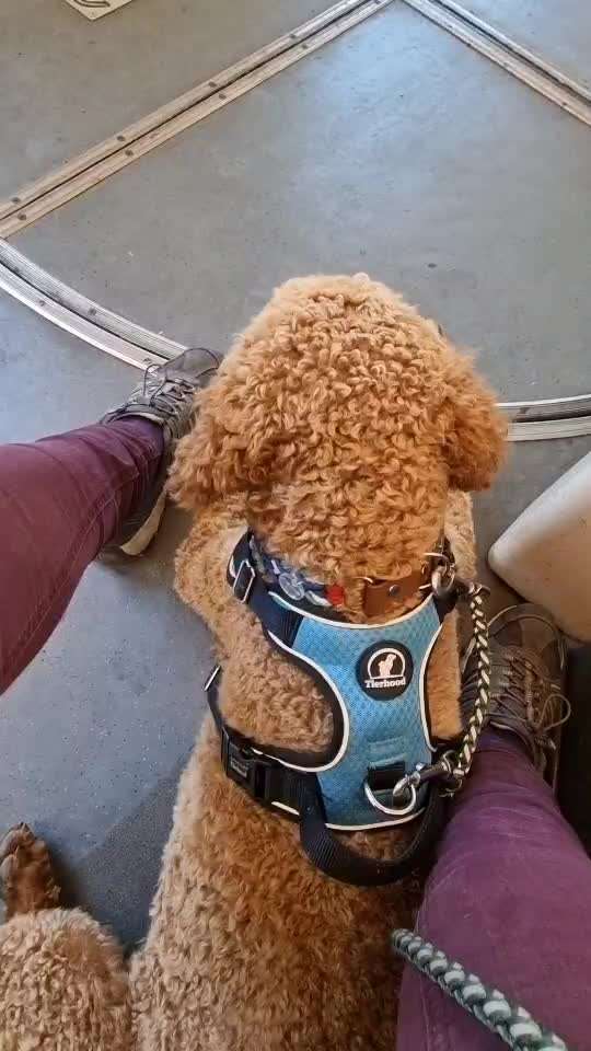 Hund an das Bahnfahren gewöhnen – eure Erfahrungen?-Beitrag-Bild