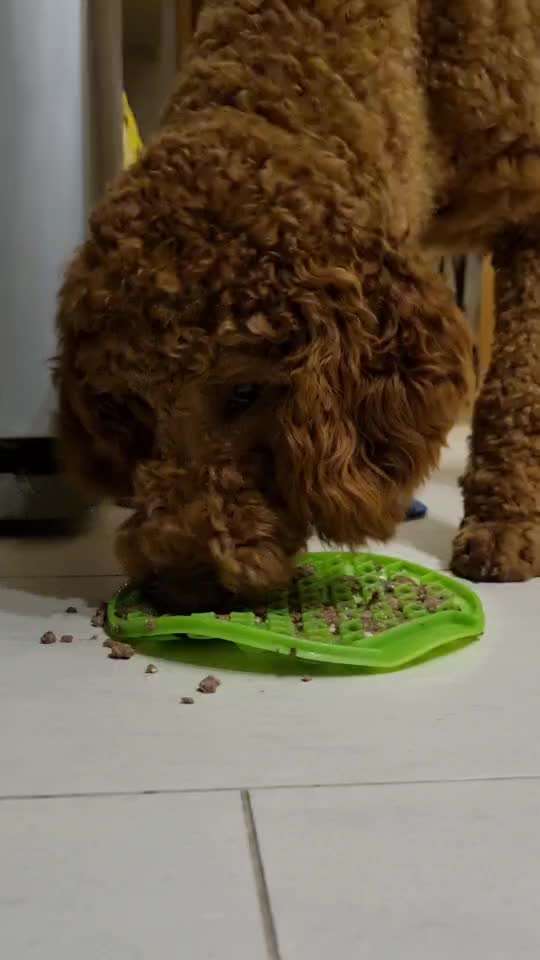 Alles rund um den Pudel-Beitrag-Bild