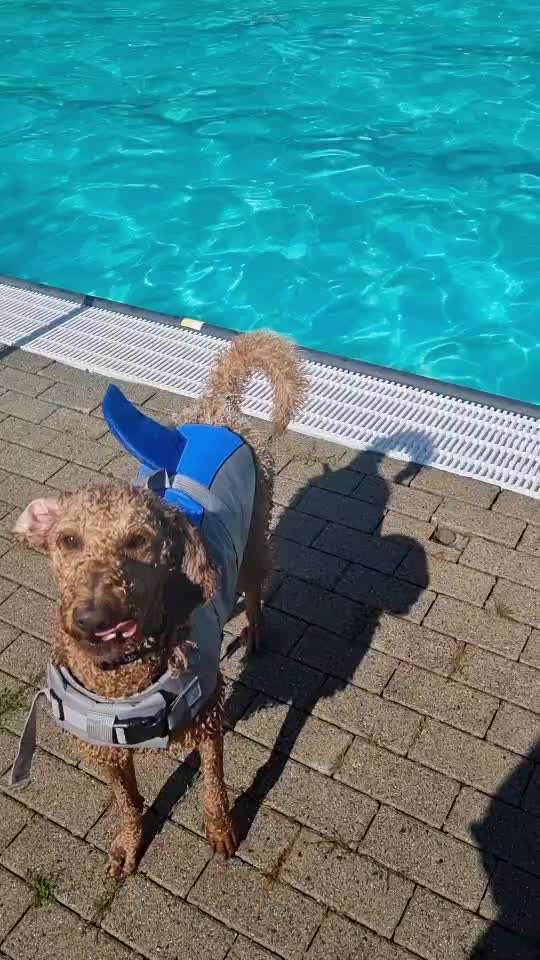 50. Video Challenge - Wasserscheu oder nicht-Beitrag-Bild