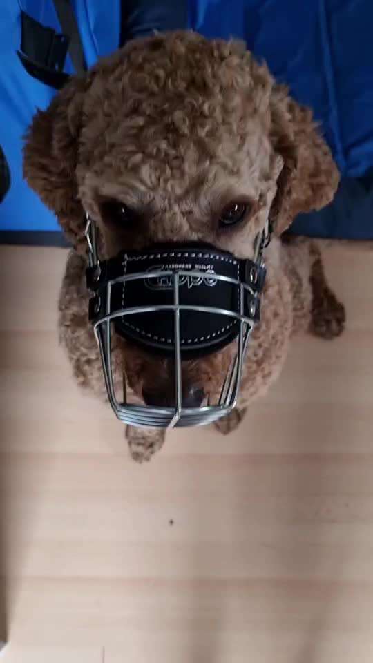 Wie sitzt mein Maulkorb / Maulkorb-Beratung-Beitrag-Bild