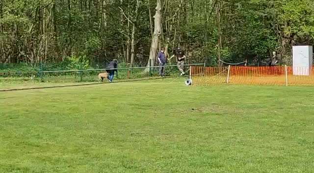 Hunderennen für jeder Mann/ Hund-Beitrag-Bild