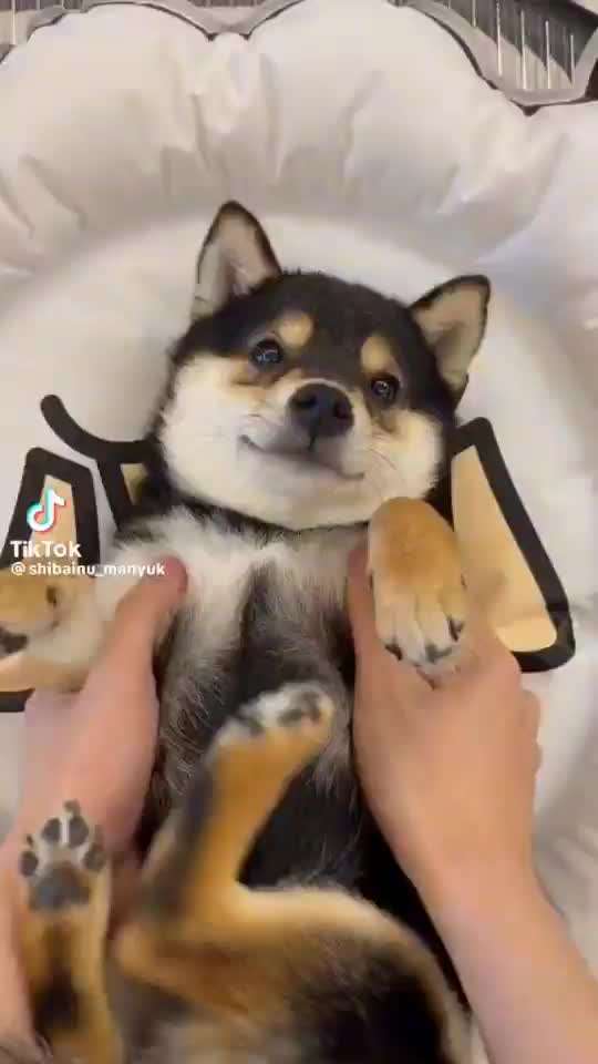 Collies gesucht-Beitrag-Bild