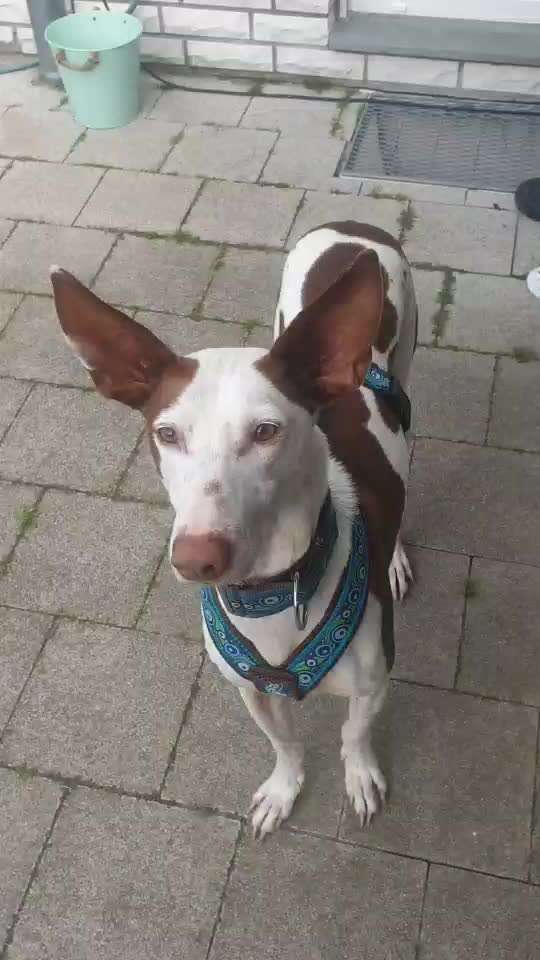 Windhunde - Treffen der besonderen Schönheiten
HERZLICH WILLKOMMEN-Beitrag-Bild