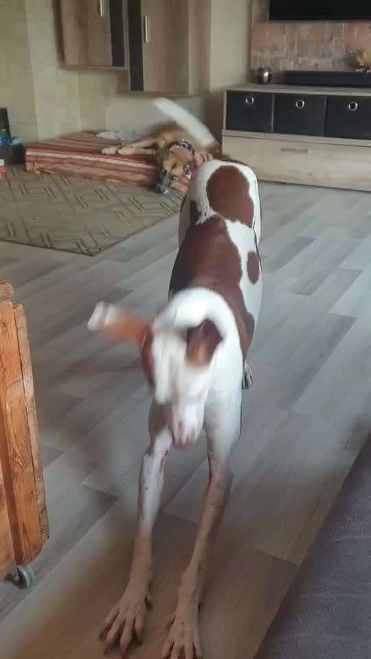 Windhunde - Treffen der besonderen Schönheiten
HERZLICH WILLKOMMEN-Beitrag-Bild