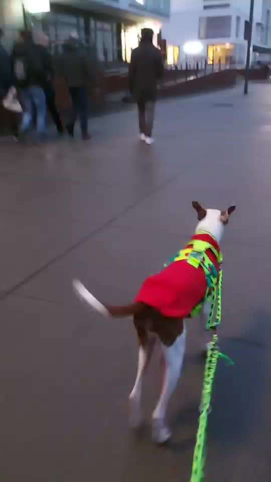 Windhunde - Treffen der besonderen Schönheiten
HERZLICH WILLKOMMEN-Beitrag-Bild