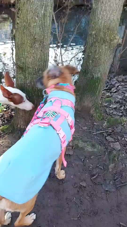 Windhunde - Treffen der besonderen Schönheiten
HERZLICH WILLKOMMEN-Beitrag-Bild