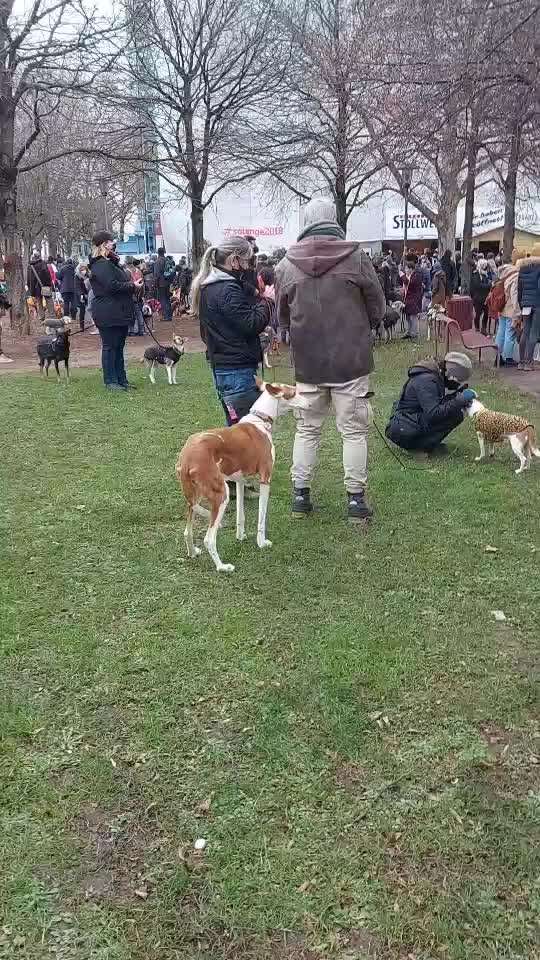 Windhunde - Treffen der besonderen Schönheiten
HERZLICH WILLKOMMEN-Beitrag-Bild