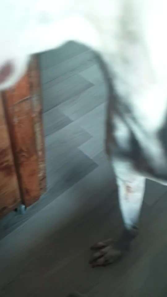 Windhunde - Treffen der besonderen Schönheiten
HERZLICH WILLKOMMEN-Beitrag-Bild