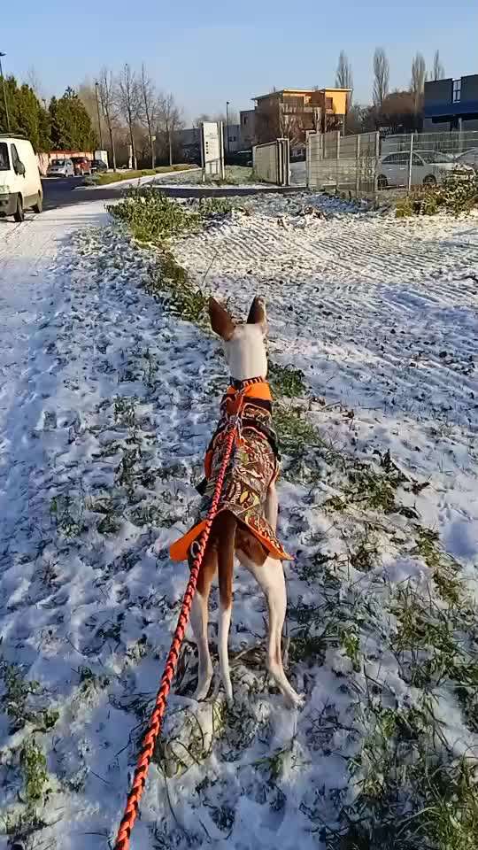 Windhunde - Treffen der besonderen Schönheiten
HERZLICH WILLKOMMEN-Beitrag-Bild
