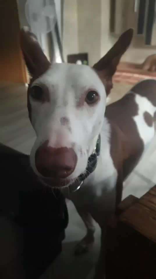 Windhunde - Treffen der besonderen Schönheiten
HERZLICH WILLKOMMEN-Beitrag-Bild