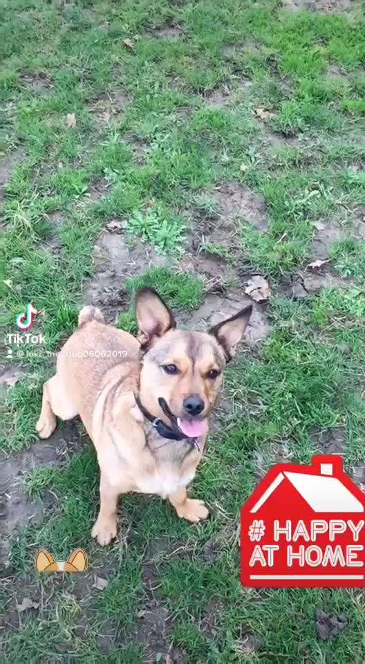 Zeig dein Hund mit seinem Lieblingsspielzeug-Beitrag-Bild