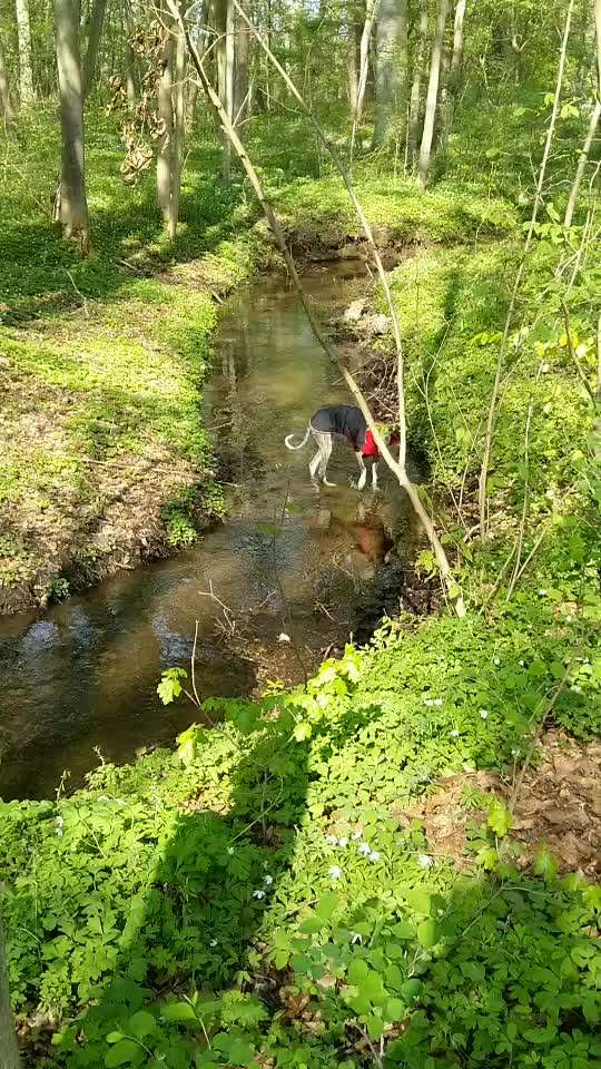Auslandstierschutz-Beitrag-Bild