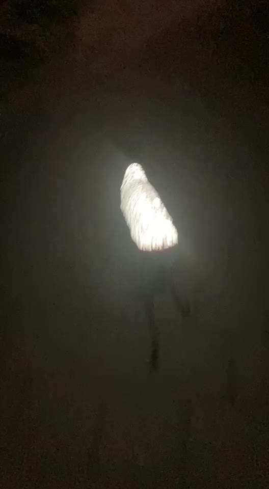 Blinkende Leuchthalsbänder, schädlich für Mensch und Hund-Beitrag-Bild