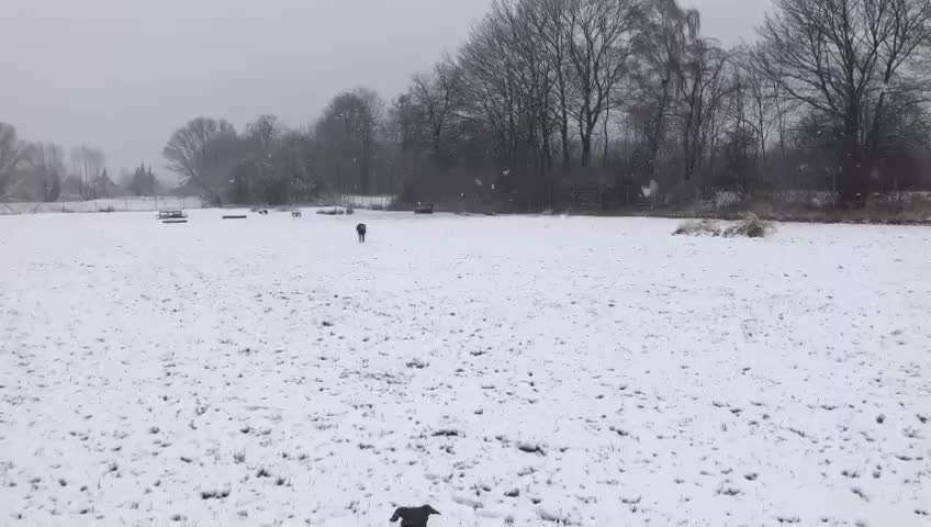 Windhunde - Treffen der besonderen Schönheiten
HERZLICH WILLKOMMEN-Beitrag-Bild