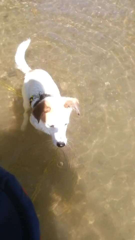 Zeigt hier Euer liebstes Video Eurer Hunde-Beitrag-Bild