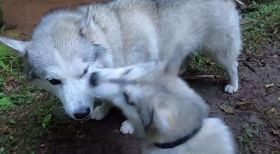 Husky-Beitrag-Bild