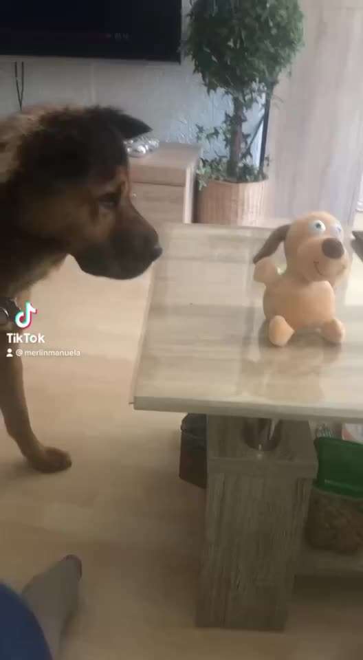 Handy Video Challenge Nr.36 Indoorbespaßung-Beitrag-Bild