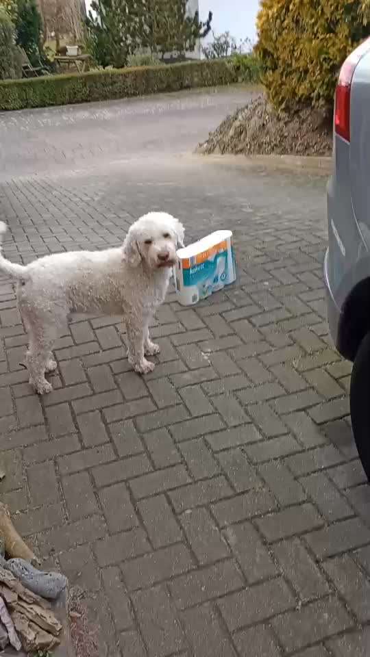 Hunde begrüßen?-Beitrag-Bild