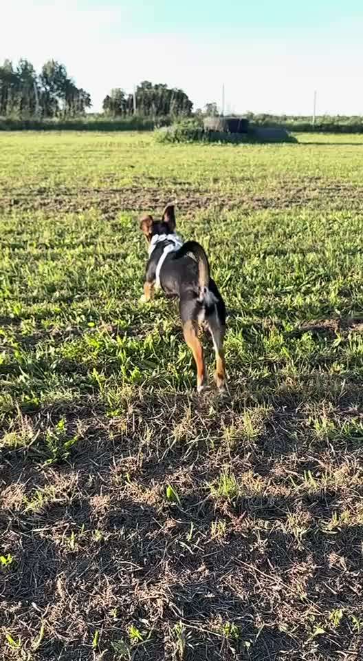 HD beim Welpen?-Beitrag-Bild