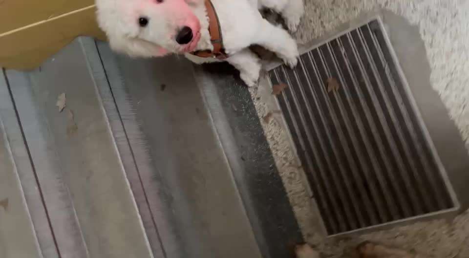 29. Impulskontrolle Übung: Leinen los!-Beitrag-Bild