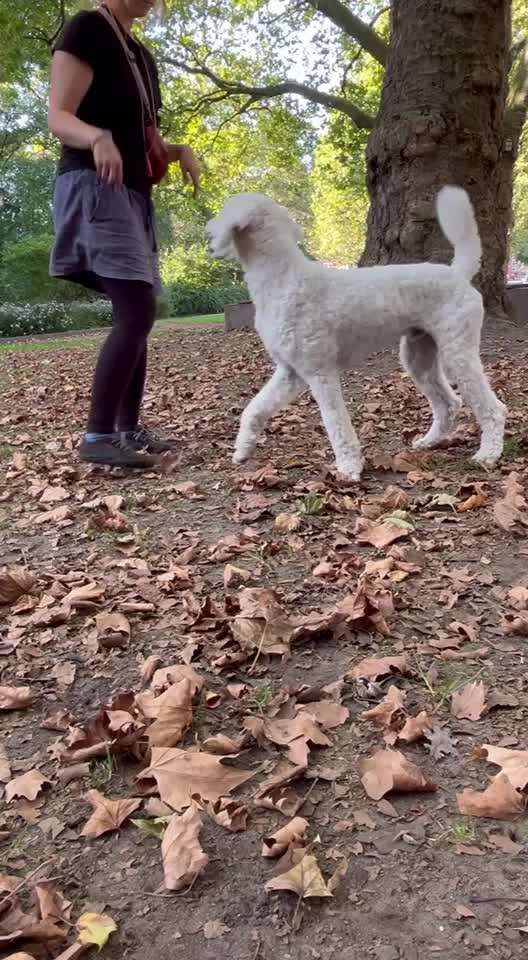 60. Gemeinsames Tricktraining: Jump-Beitrag-Bild