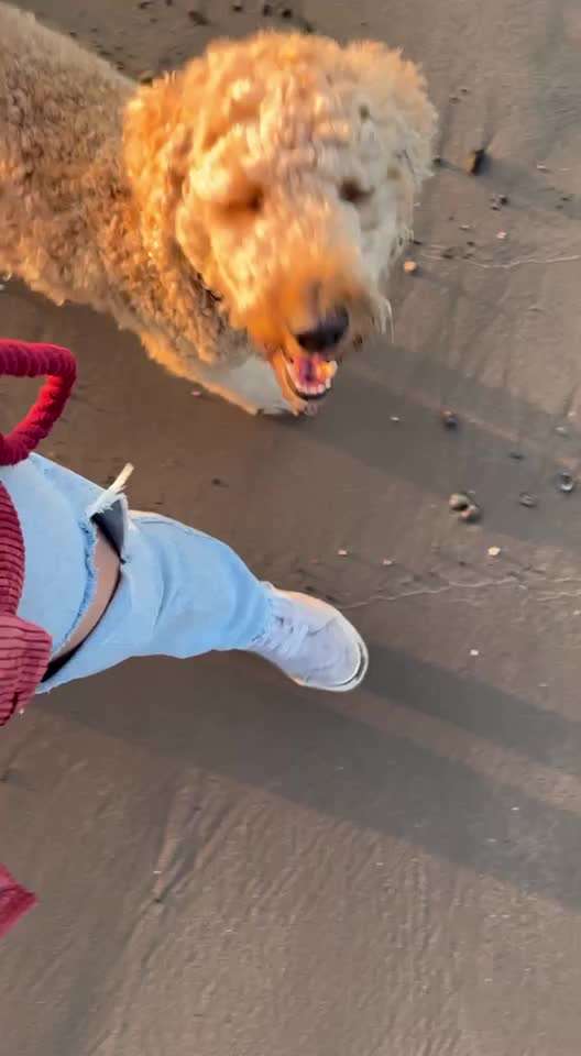 51. Video challenge - Dein Hund beim Spaziergang-Beitrag-Bild