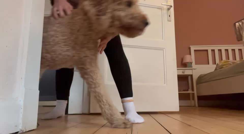 30. Impulskontrollübung: Ich trag dich auf Händen-Beitrag-Bild