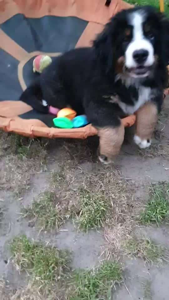 Wie heißt dein Hund?-Beitrag-Bild