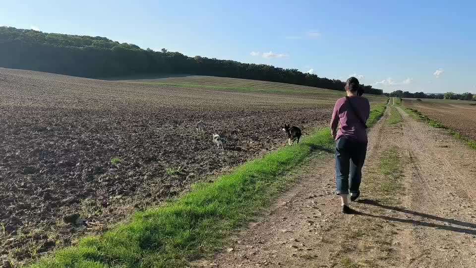 aktuelles Foto Gruppe Problem Hunde  (verhalten) austausch