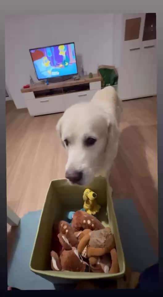 aktuelles Foto Gruppe Golden Retriever