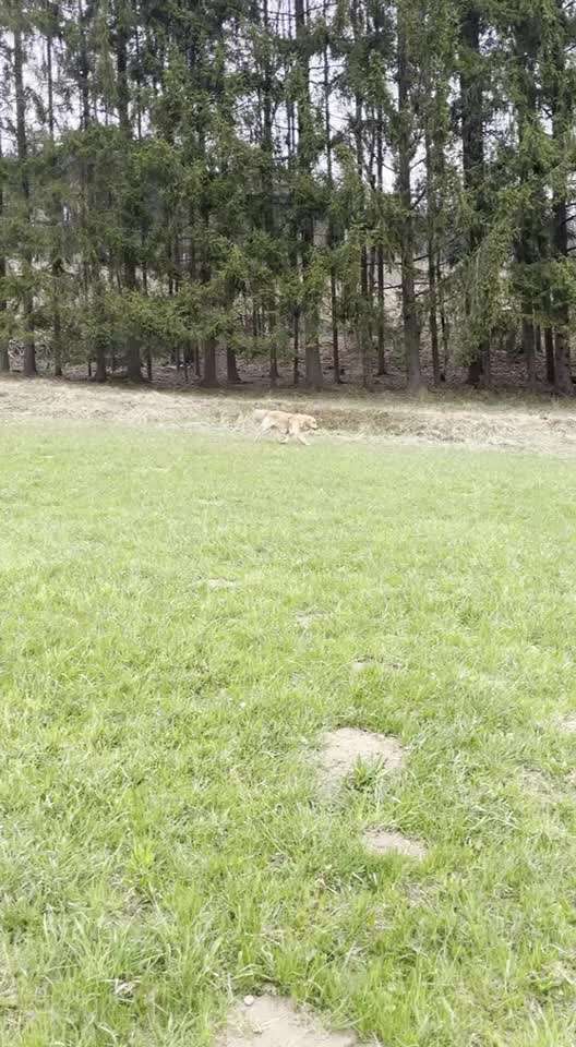 Video Challenge Nr.6
Auf den Spuren der Freiheit🐾🐾-Beitrag-Bild