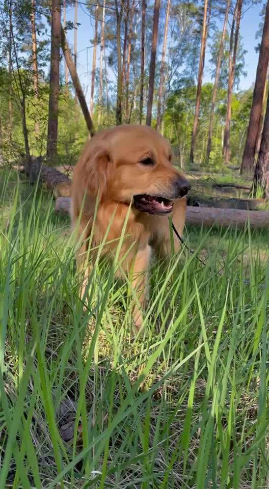 Wo sind die Golden Retriever Liebhaber?-Beitrag-Bild