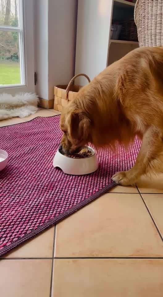 Zeigt her Eure Futternäpfe-Beitrag-Bild