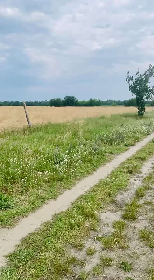 Wo sind die Golden Retriever Liebhaber?-Beitrag-Bild