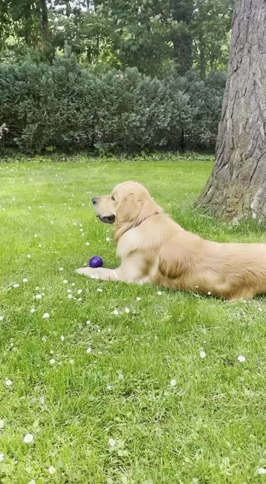 Hund im Garten - Eure Meinungen-Beitrag-Bild