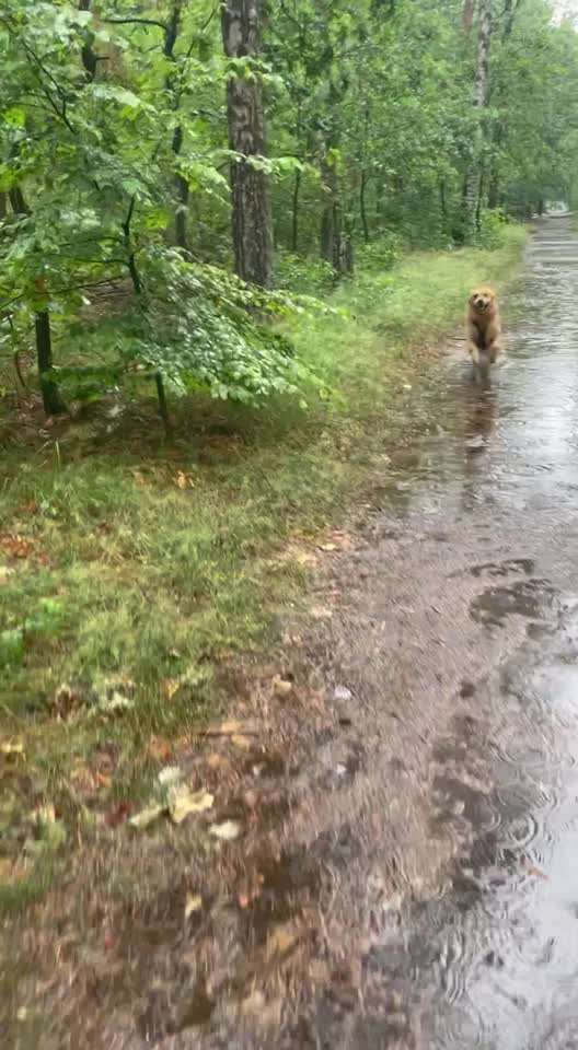 Wo sind die Golden Retriever Liebhaber?-Beitrag-Bild