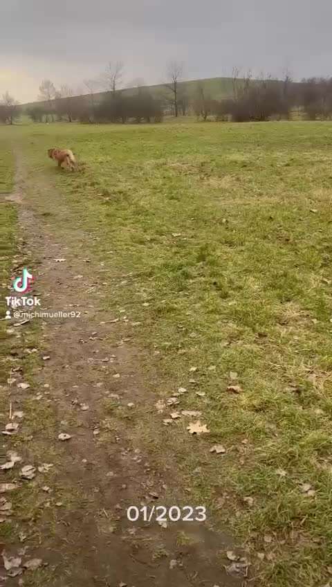 Manche Hundehalter sind schwer von Begriff ...-Beitrag-Bild