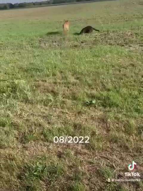 Wo sind die Golden Retriever Liebhaber?-Beitrag-Bild