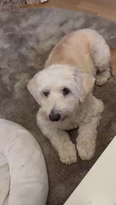 TierschutzhundeStammtisch🐕-Beitrag-Bild