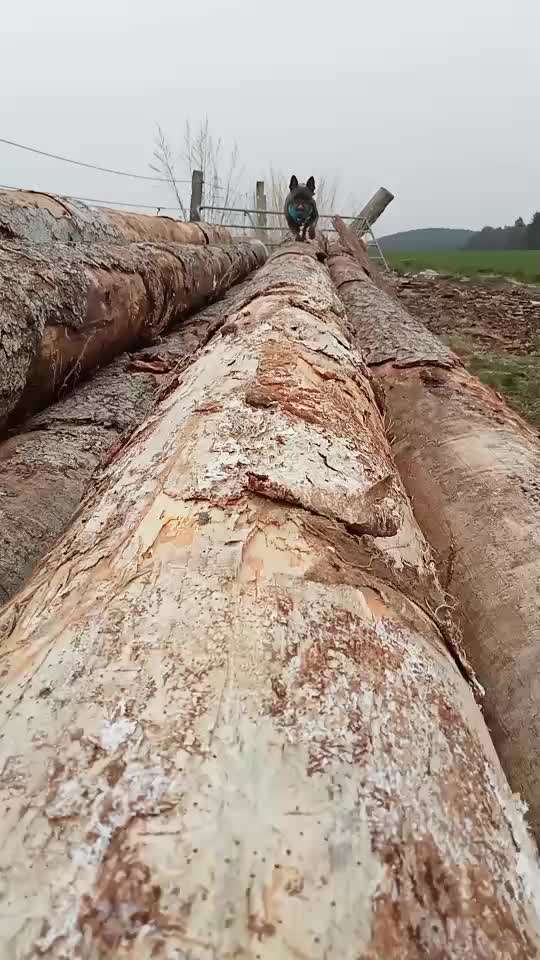 Französische Bulldoggen-Beitrag-Bild