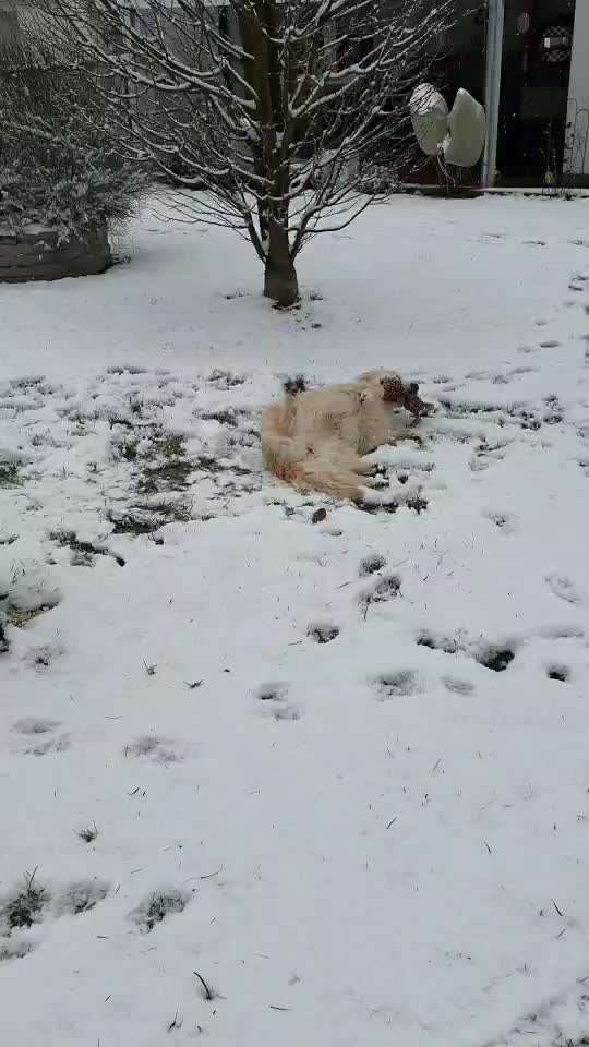 Zeigt die schönsten Schneebilder von eurer Fellnase ❄️-Beitrag-Bild
