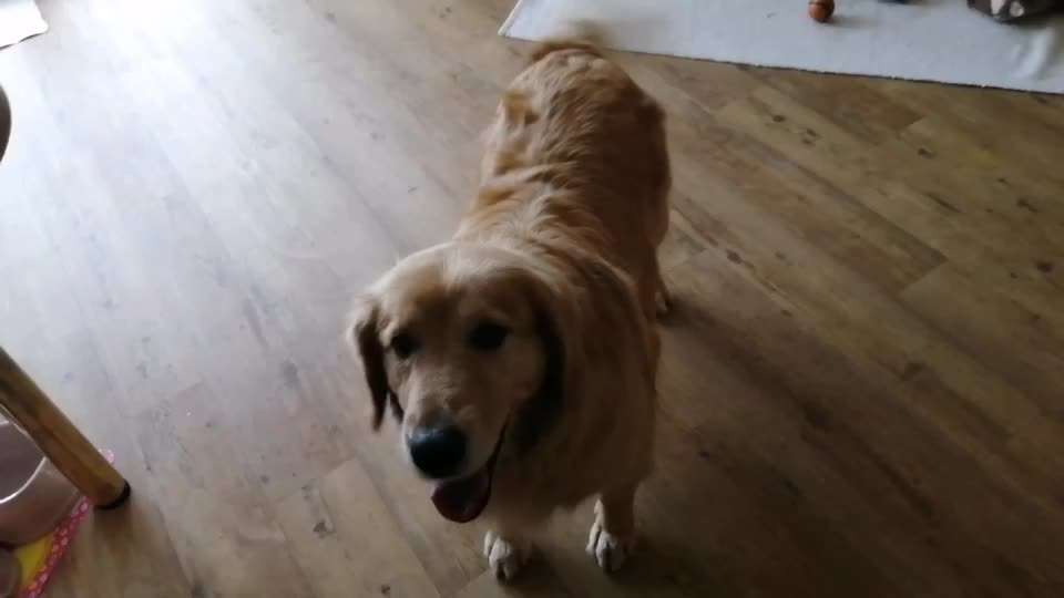 Reha / Kur Klinik mit Hund-Beitrag-Bild