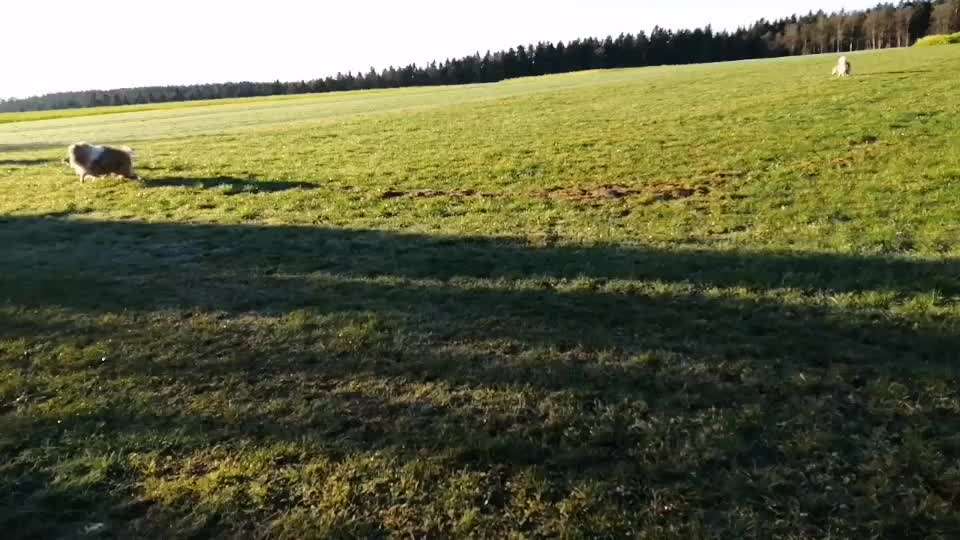 Reha / Kur Klinik mit Hund-Beitrag-Bild