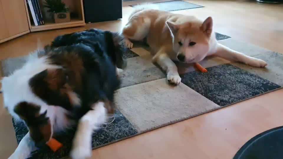 Zeigt hier Euer liebstes Video Eurer Hunde-Beitrag-Bild