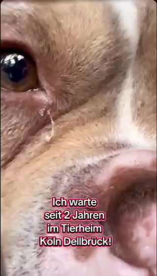 Tierschutzhunde suchen ein Zuhause-Beitrag-Bild