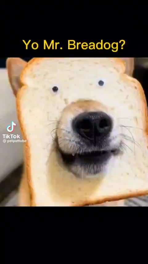 Hunde Memes-Beitrag-Bild